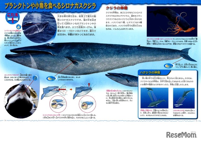 プランクトンや小魚を食べるシロナガスクジラ
