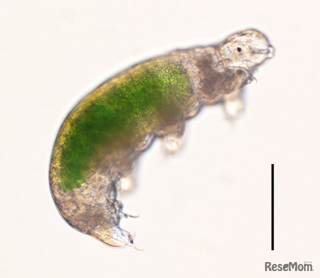 蘇生した南極クマムシSB-3系統の個体。腹部の緑色は餌のクロレラ。右の線は0.1ミリメートル。　(c) Tsujimoto M. et al. Cryobiology, 2015