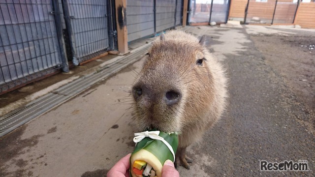 恵方巻を食べるカピバラ