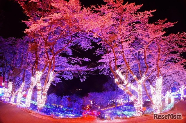 さがみ湖イルミリオン―夜桜イルミネーション