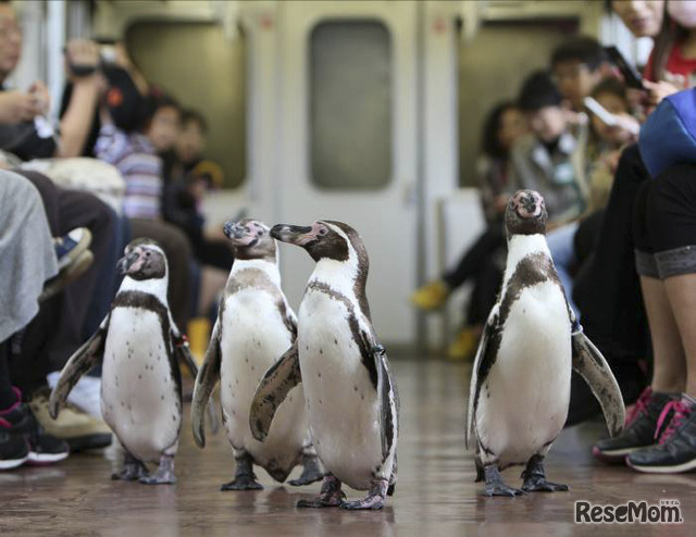 ペンギン列車（前回ツアーの車内の様子）