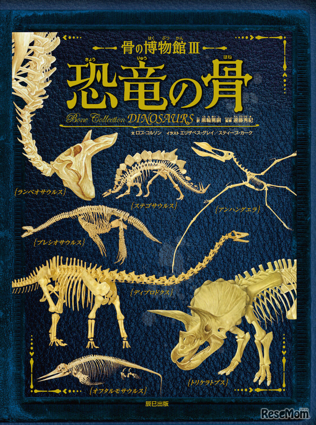 「骨の博物館」シリーズ第3弾「 恐竜の骨」