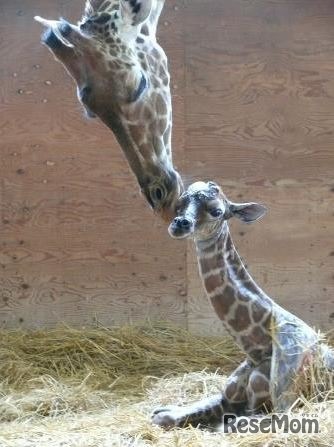 キリンの母親と赤ちゃん　(c) 埼玉県こども動物自然公園