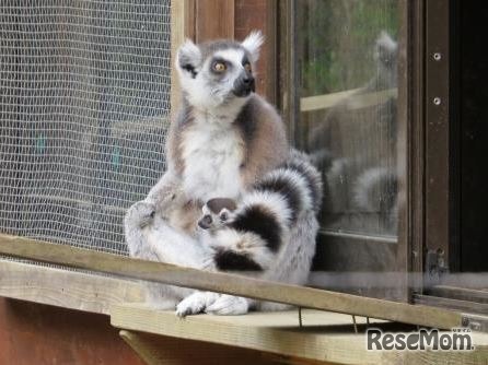 ワオキツネザルの母親と赤ちゃん　(c) 埼玉県こども動物自然公園