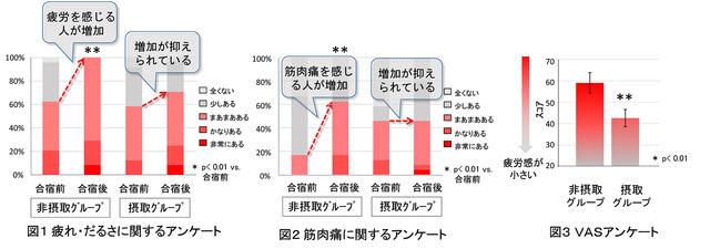 運動時の疲労感と筋肉痛をラクトトリペプチド含有乳タンパク分解物が軽減