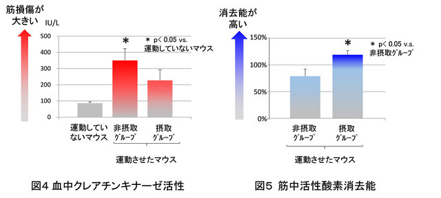 運動時の疲労感と筋肉痛をラクトトリペプチド含有乳タンパク分解物が軽減