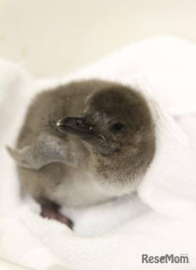 すみだ水族館でペンギンの赤ちゃん誕生 お披露目 名前募集中 2枚目の写真 画像 リセマム