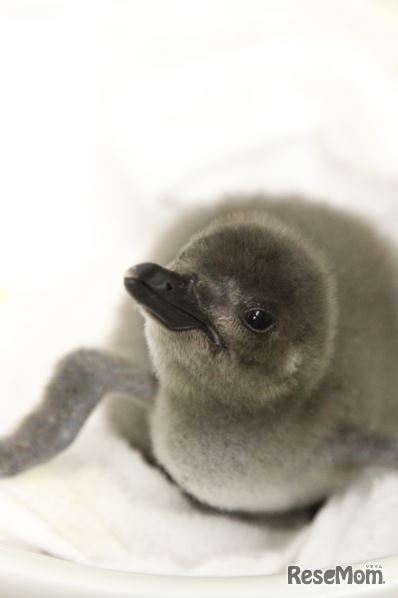 すみだ水族館でペンギンの赤ちゃん誕生 お披露目 名前募集中 3枚目の写真 画像 リセマム
