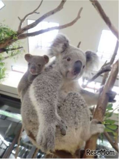 エミと赤ちゃん（7月12日撮影）　(c) 埼玉県こども動物自然公園