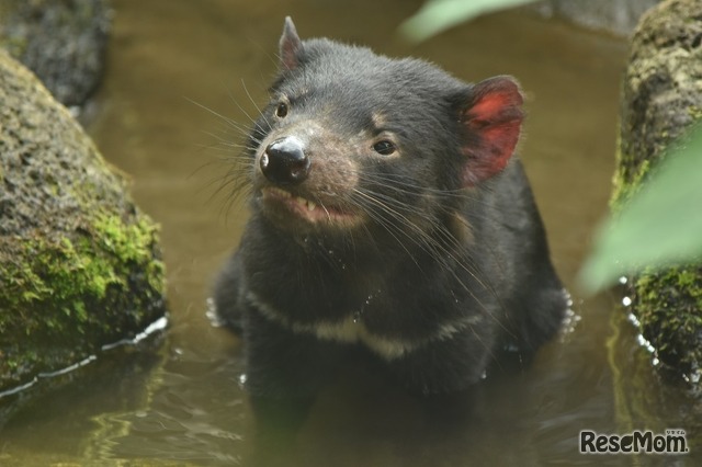 夏休み16 動物たちの夜の姿を見よう 上野 多摩 葛西で夜間開園 2枚目の写真 画像 リセマム
