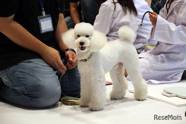 かわいらしく利口な子犬がお手伝い　「わんちゃんの健康を守ろう！どうぶつのお医者さん体験」