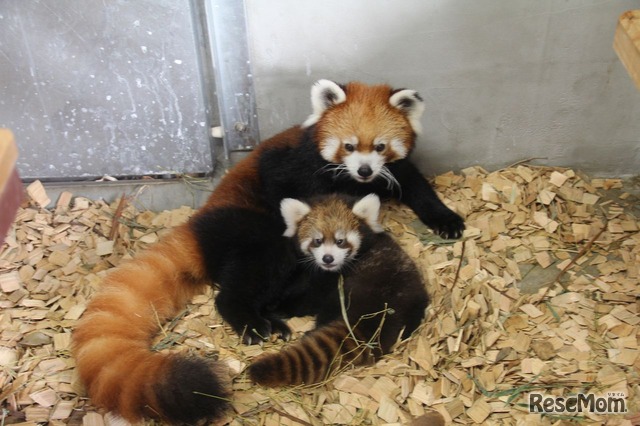 公開が開始されたレッサーパンダの親子　画像提供：日本平動物園