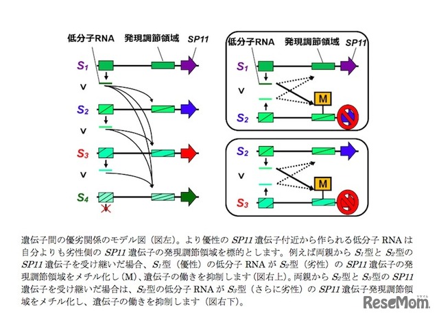 遺伝子間の優劣関係のモデル図など