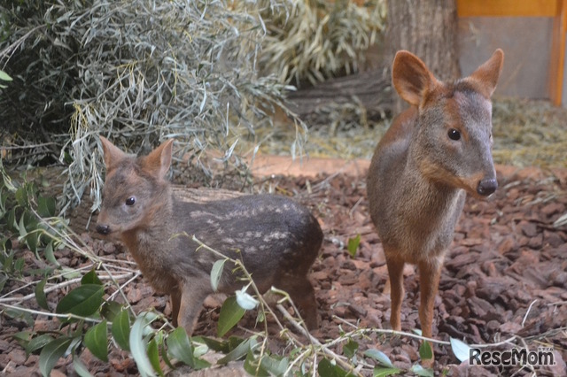 プーズーの親子（2017年3月26日撮影）　画像提供：埼玉県こども動物自然公園