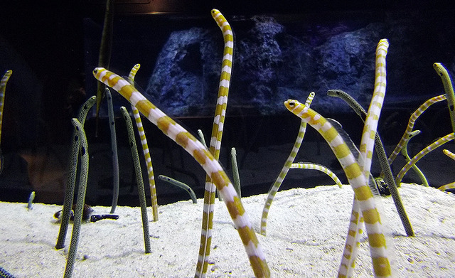 すみだ水族館 新展示「ワンダークラゲ」（2017年4月25日 報道公開時）