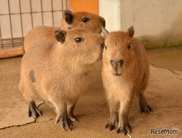 2017年4月4日に生まれたカピバラの赤ちゃん。那須どうぶつ王国で会える