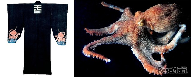 「紺地蛸文様六尺看板」とタコ（作品画像：京都国立博物館蔵）