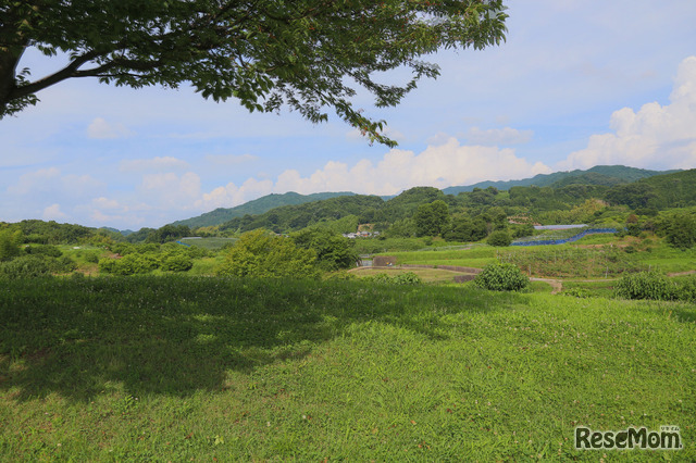 明日香村特有の原生林と集落が特徴的な里山風景