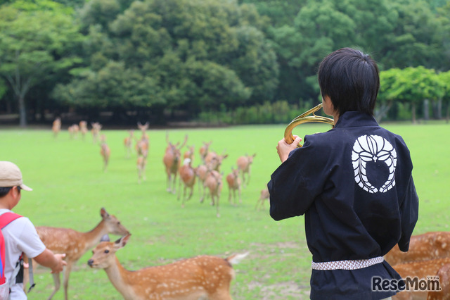 奈良公園、足音とともに大群で押し寄せる鹿たち