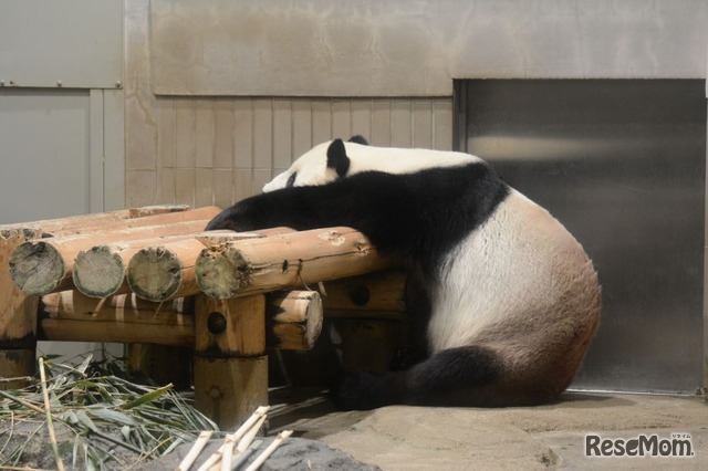 上野動物園「真夏の夜の動物園」ジャイアントパンダ　（公財）東京動物園協会