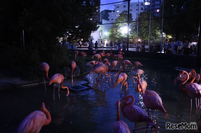 上野動物園「真夏の夜の動物園」フラミンゴ　（公財）東京動物園協会
