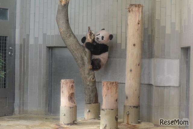 木に登るシャンシャン（2017年11月19日）　（公財）東京動物園協会提供