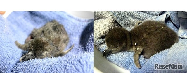 孵化直後のケープペンギンの赤ちゃん（画像左）2017年11月29日に誕生（画像右）12月1日に誕生