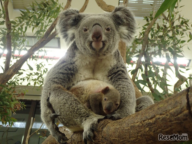 お母さんコアラの袋から顔を出す赤ちゃんコアラのようす（平成30年1月12日撮影）