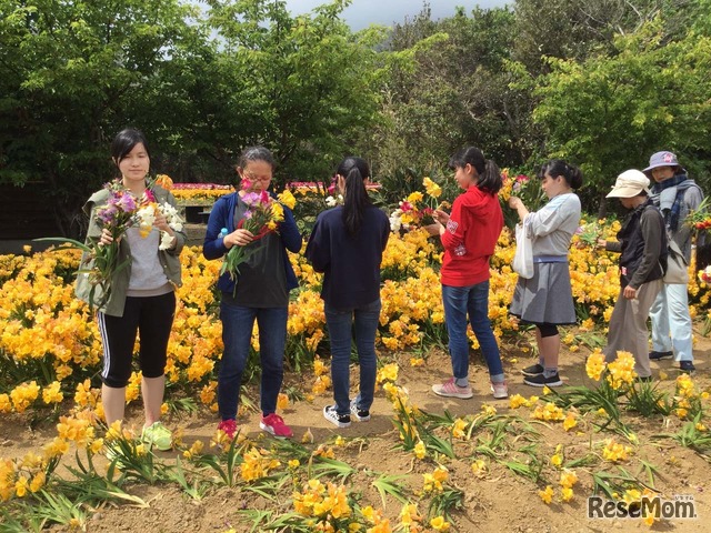 八形山（フリージア祭り開催中、八丈高生とともに花を摘む）