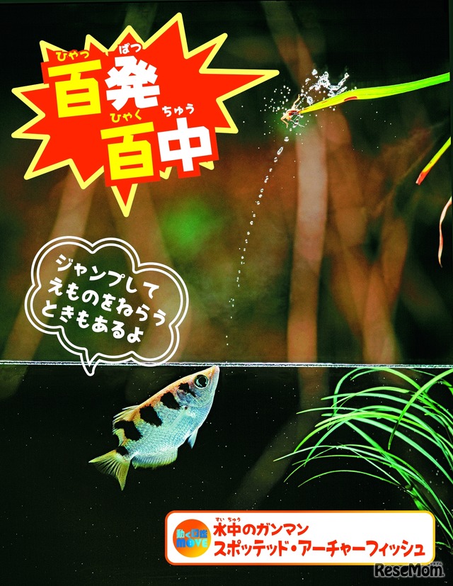 水の生きもの大作戦！　展示水槽イメージ