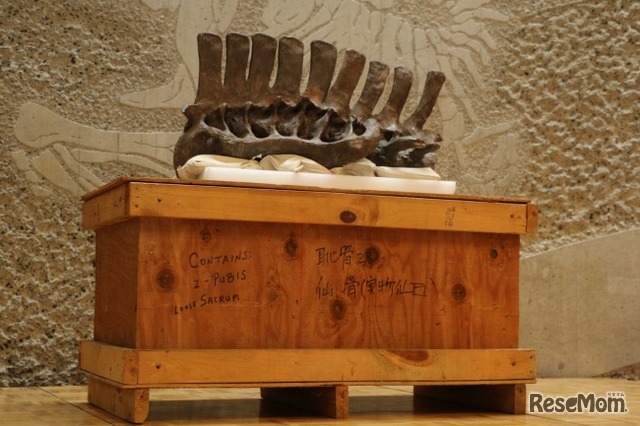 豊橋市自然史博物館　2018年5月27日までエドモントサウルスの腰骨を公開している