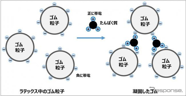 ラテックスがタンパク質によって凝固するモデル図