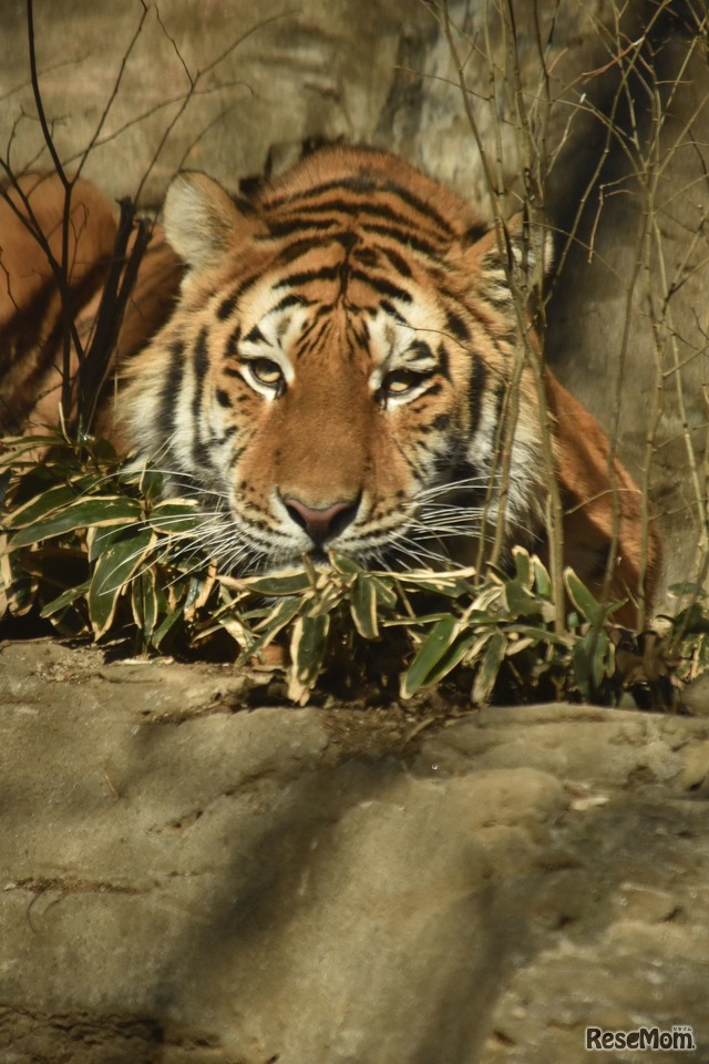 多摩動物公園サマーナイトで観察できるトラ