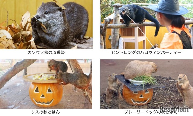 カワウソ秋の収穫祭、ビントロングのハロウィンパーティー、リスの秋ごはん、プレーリードッグの秋ごはん