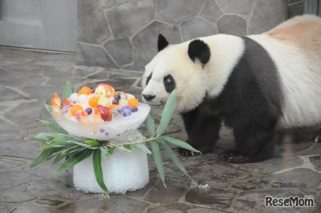 タンタン　2017年の誕生日会のようす（2017年神戸市立王子動物園）