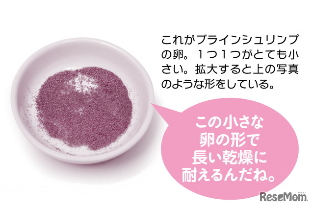 【自由研究】生きている化石「ブラインシュリンプ」を育てよう