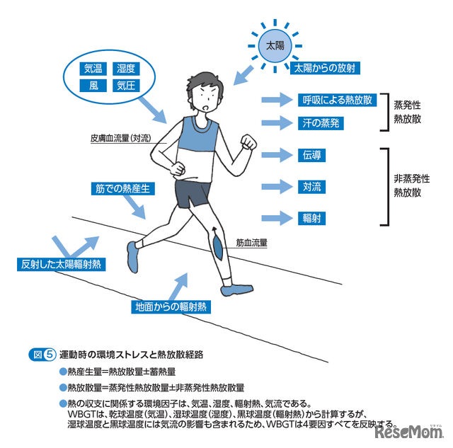 運動時の環境ストレスと熱放散経路