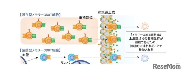 滞在型メモリーCD8T細胞の働き（イメージ）
