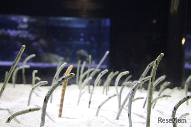 すみだ水族館のチンアナゴ水槽