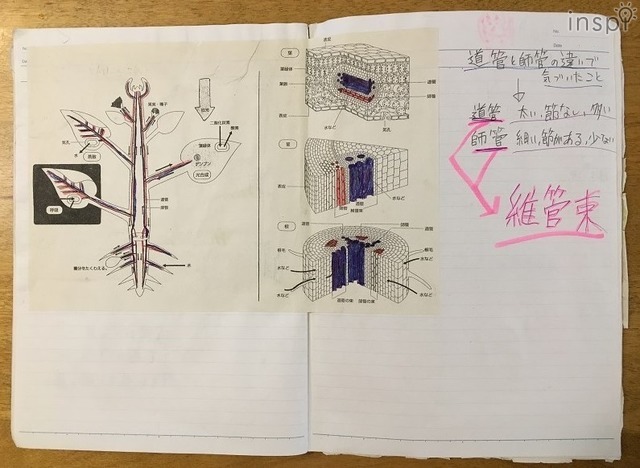 ページを跨いでプリントが貼り付けられているノート