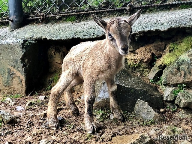 姫路セントラルパーク動物画像