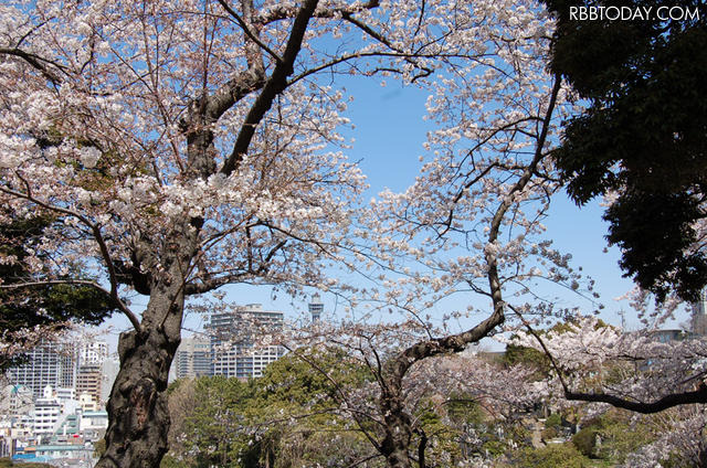 元町公園からマリンタワーを望む