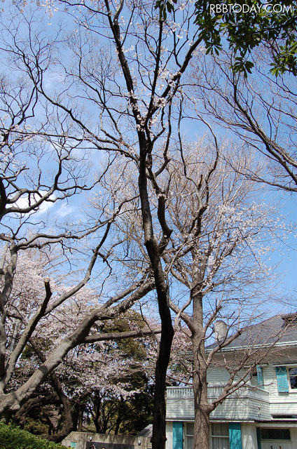 元町公園エリスマン邸前のハンブルグの女王　元町訪問記念（1982年4月4日）の桜