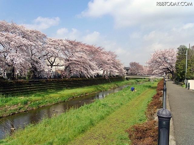 調布市 野川沿い