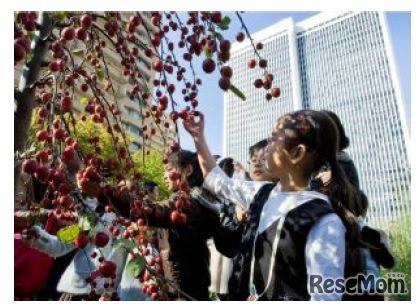 「親子でヒルズのみどり探検ツアー」の様子