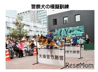 警察犬の模擬訓練（昨年の様子）