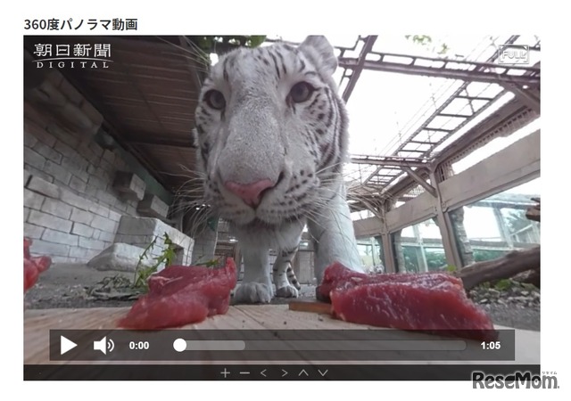 「いきもの目線」ホワイトタイガー（東武動物公園：竹谷俊之撮影）