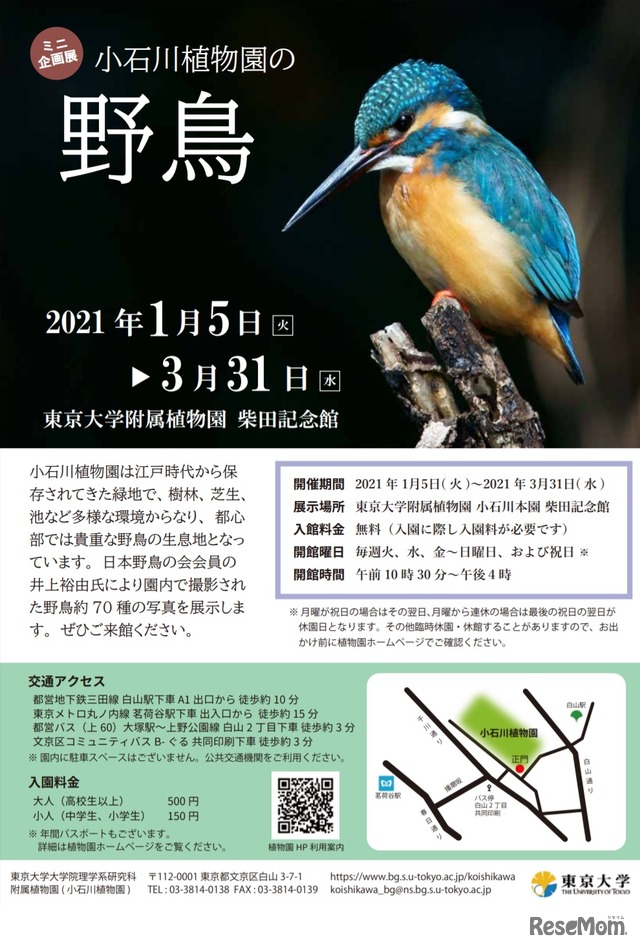 ミニ企画展「小石川植物園の野鳥」