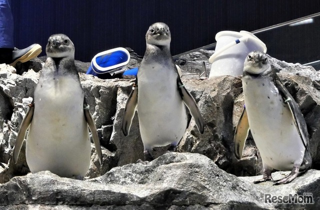 すみだ水族館のペンギン