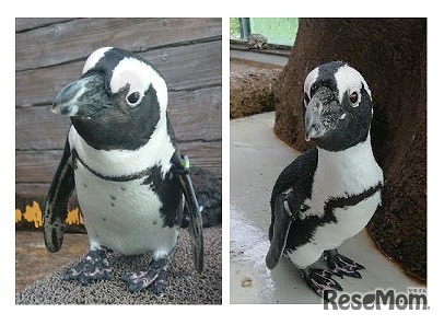 京都水族館のペンギン